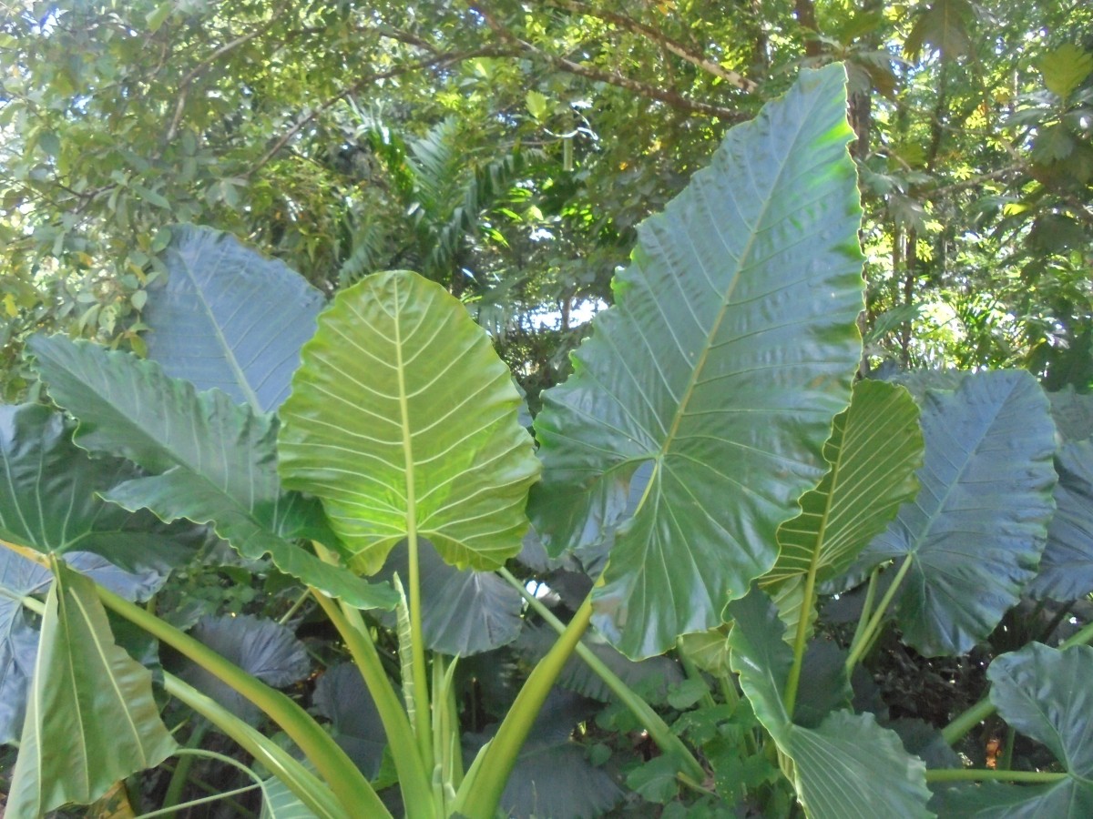 Alocasia macrorrhizos (L.) G.Don